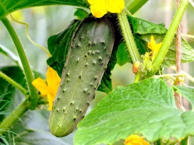 How to Grow Cucumbers featured image