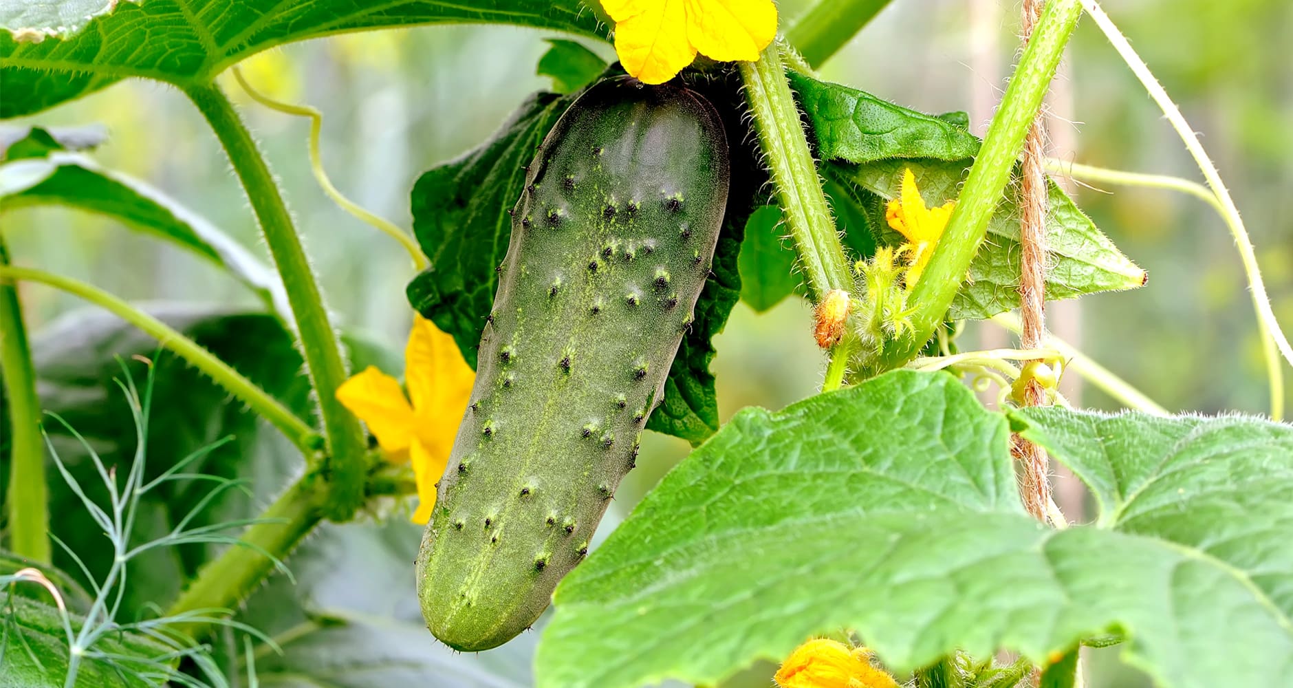Cucumber growing on the vine.