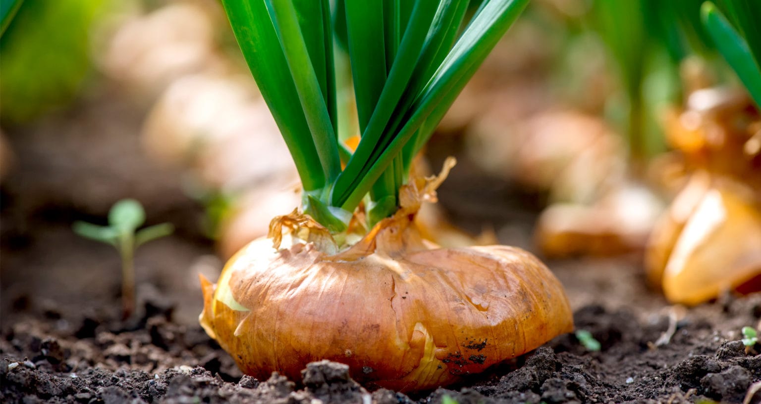 How to Grow Onions Farmers' Almanac Plan Your Day. Grow Your Life.