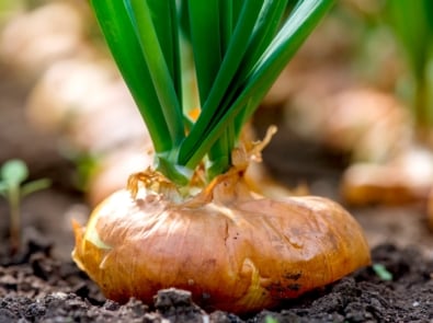 How to Grow Onions featured image