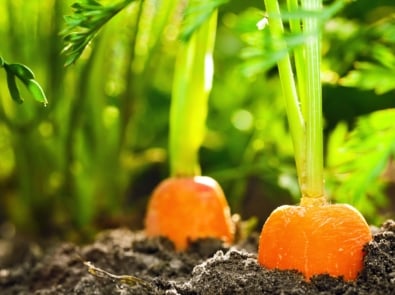 How to Grow Carrots featured image