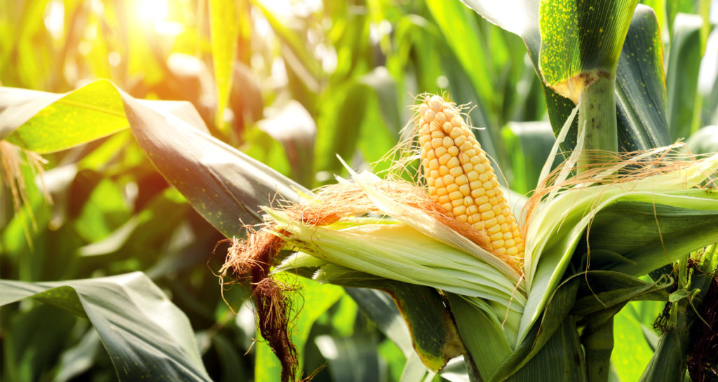 Corn loves vegetables that fix nitrogen in the soil.