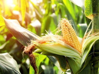 Plants - Sweet corn