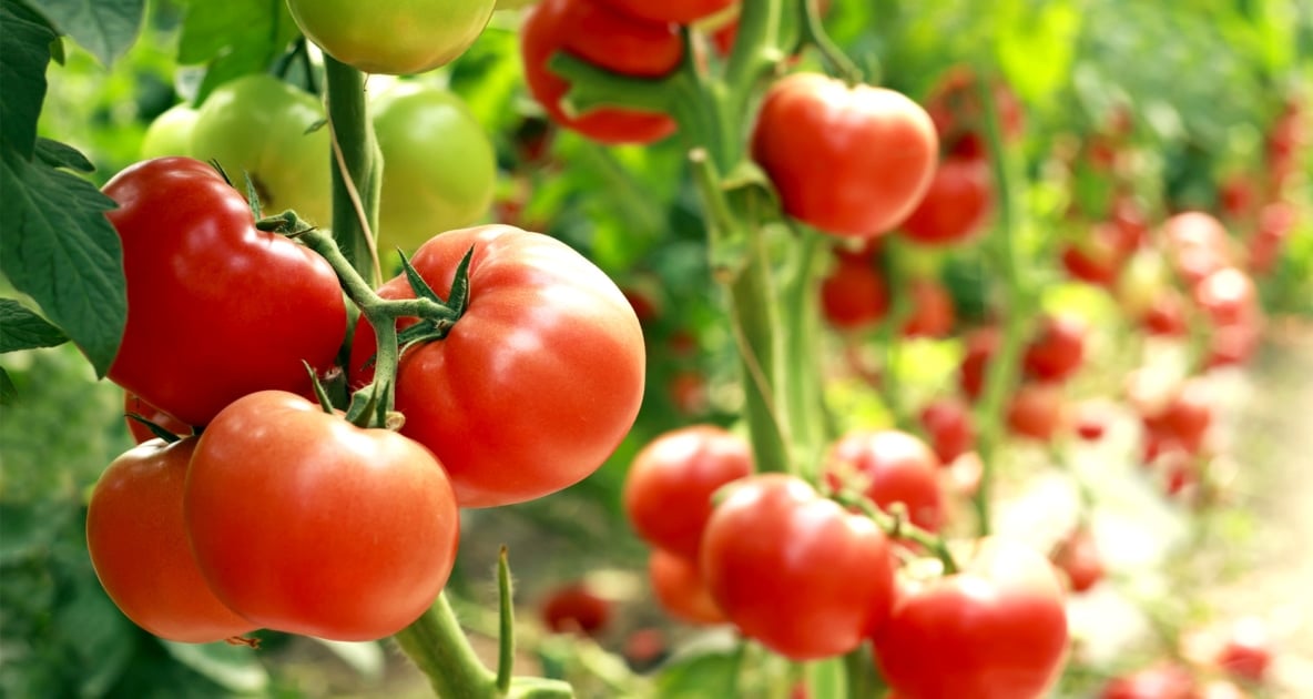 Tomato - Vegetable