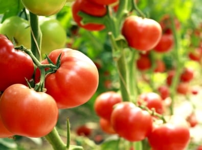 How to Grow Tomatoes featured image