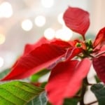 Poinsettia - stock.xchng