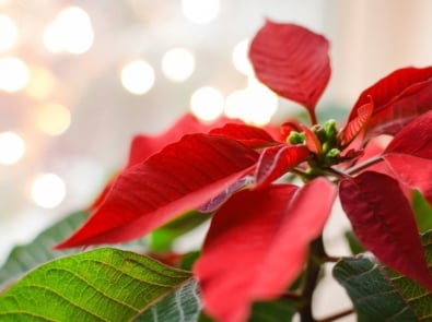 Poinsettia - stock.xchng