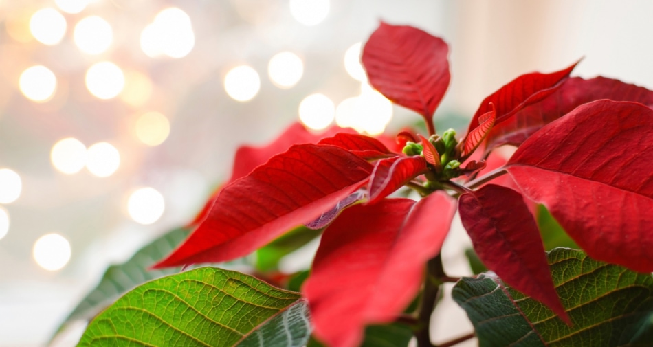 Poinsettia plant with holiday background.