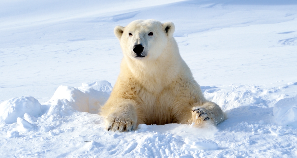 Polar bear - Brown bear