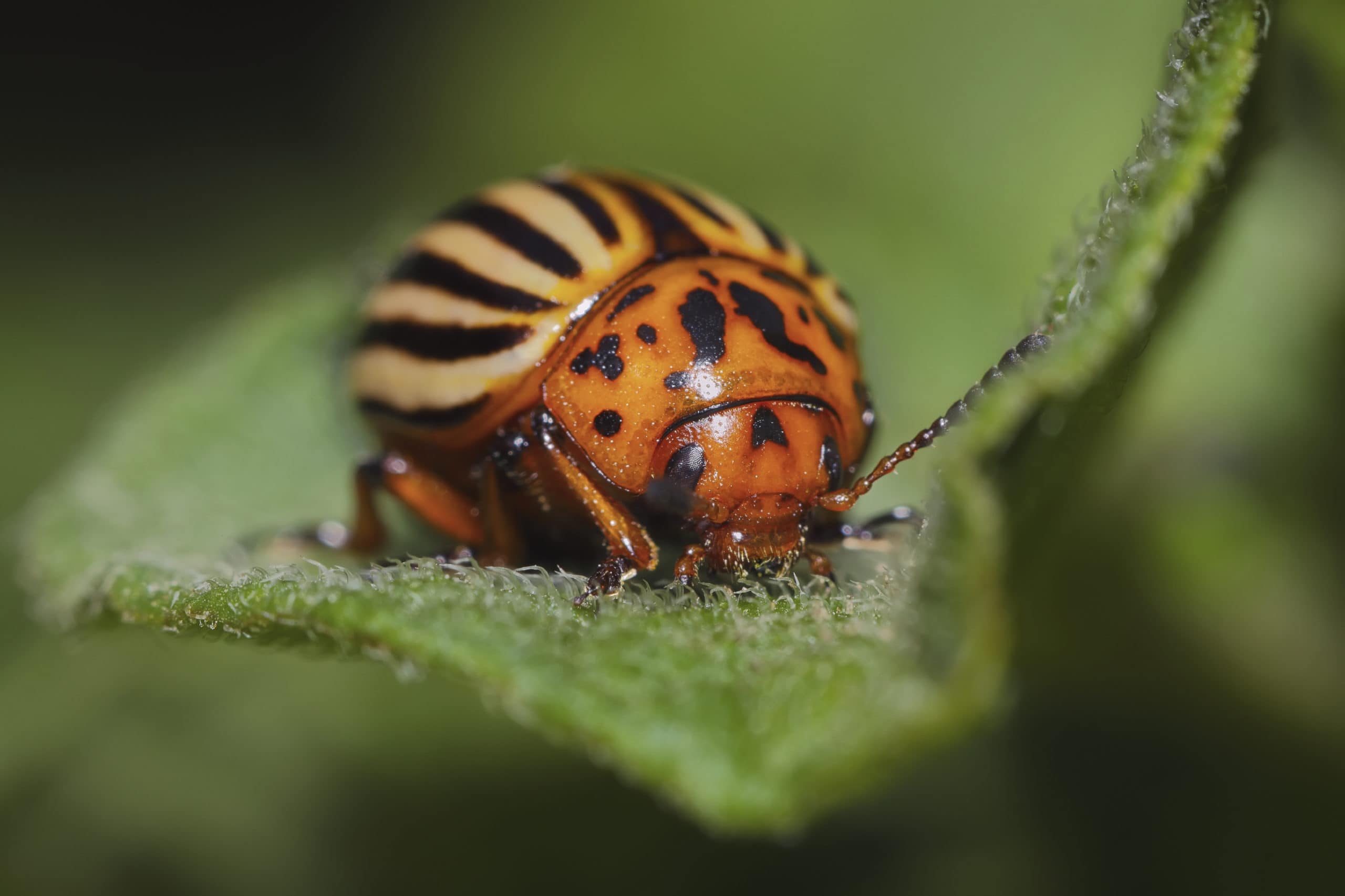 Ways to Combat Garden Pests