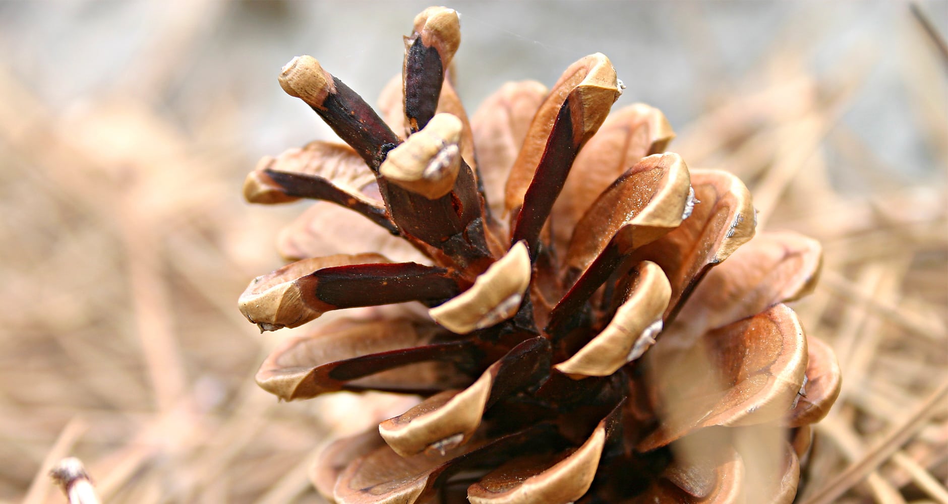 Conifer cone - Pine