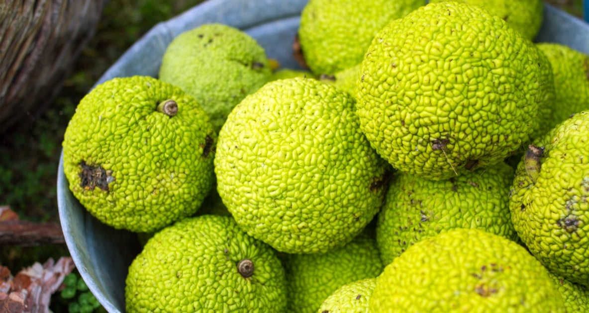 Osage orange - Tree