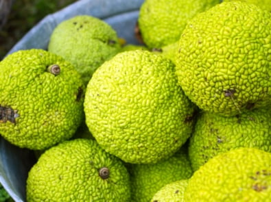 Osage orange - Tree