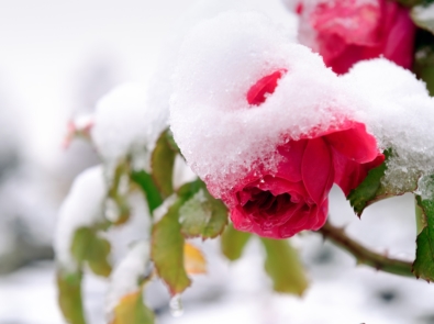 Start Now: Protect Your Garden From Winter Damage! featured image