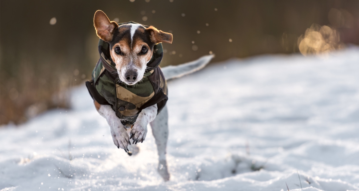 Labrador Retriever - Jack Russell Terrier