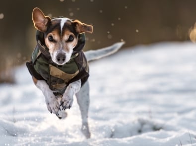 Protect Your Pets in Winter With These Important Tips featured image