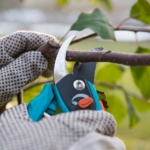 Pruning - Tree