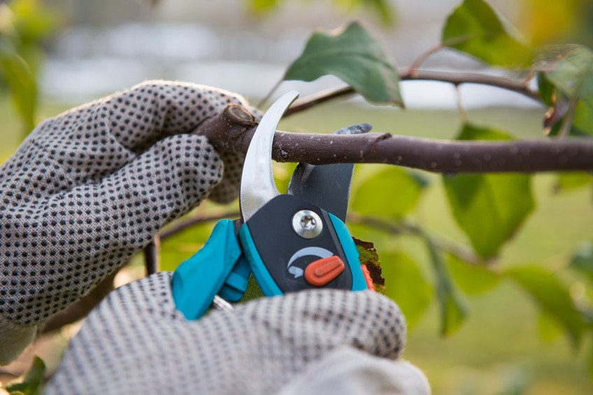 Pruning - Tree