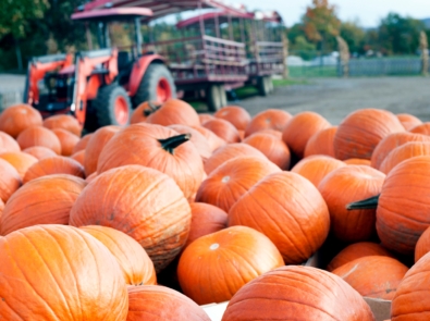 Squash - Pumpkin