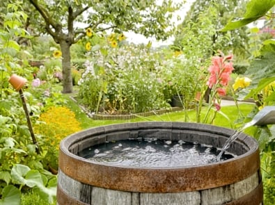 Collecting Rainwater For The Garden: A Step-by-Step Guide featured image