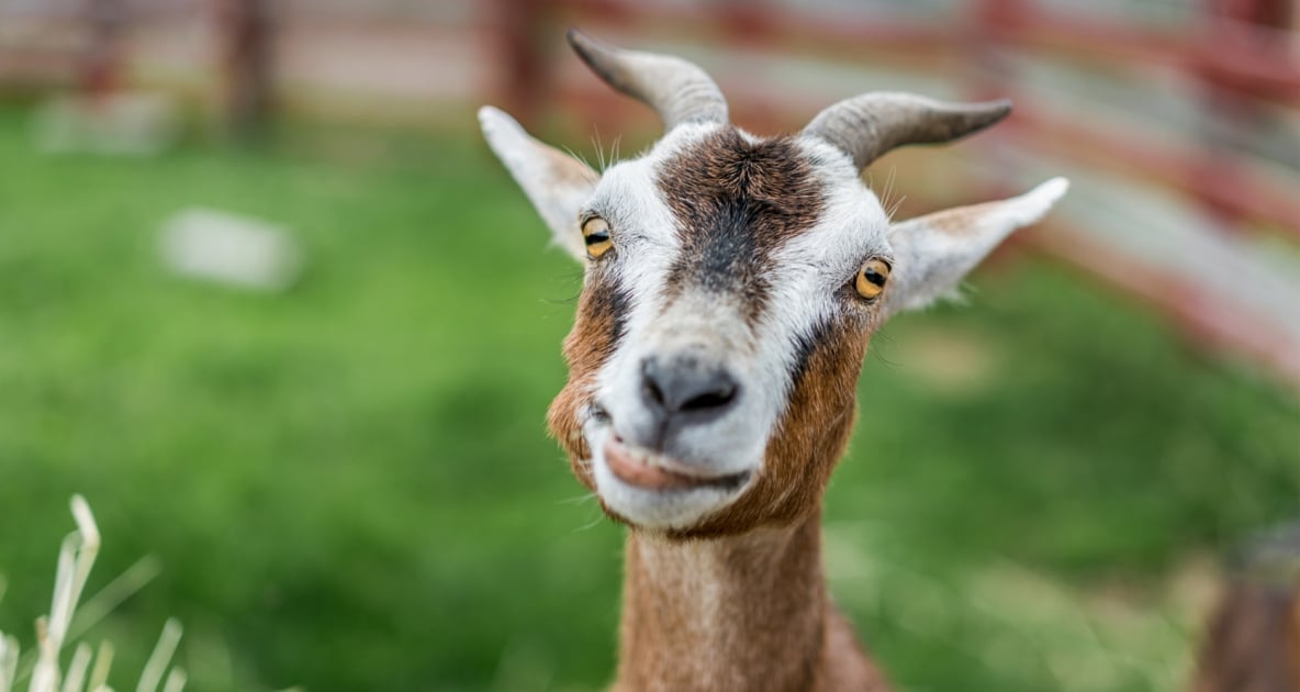 Oberhasli goat - Boer goat