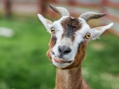 Raising Goats In Your Backyard: Is It For You? featured image