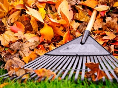 Autumn Leaves: To Rake Or Not To Rake? featured image