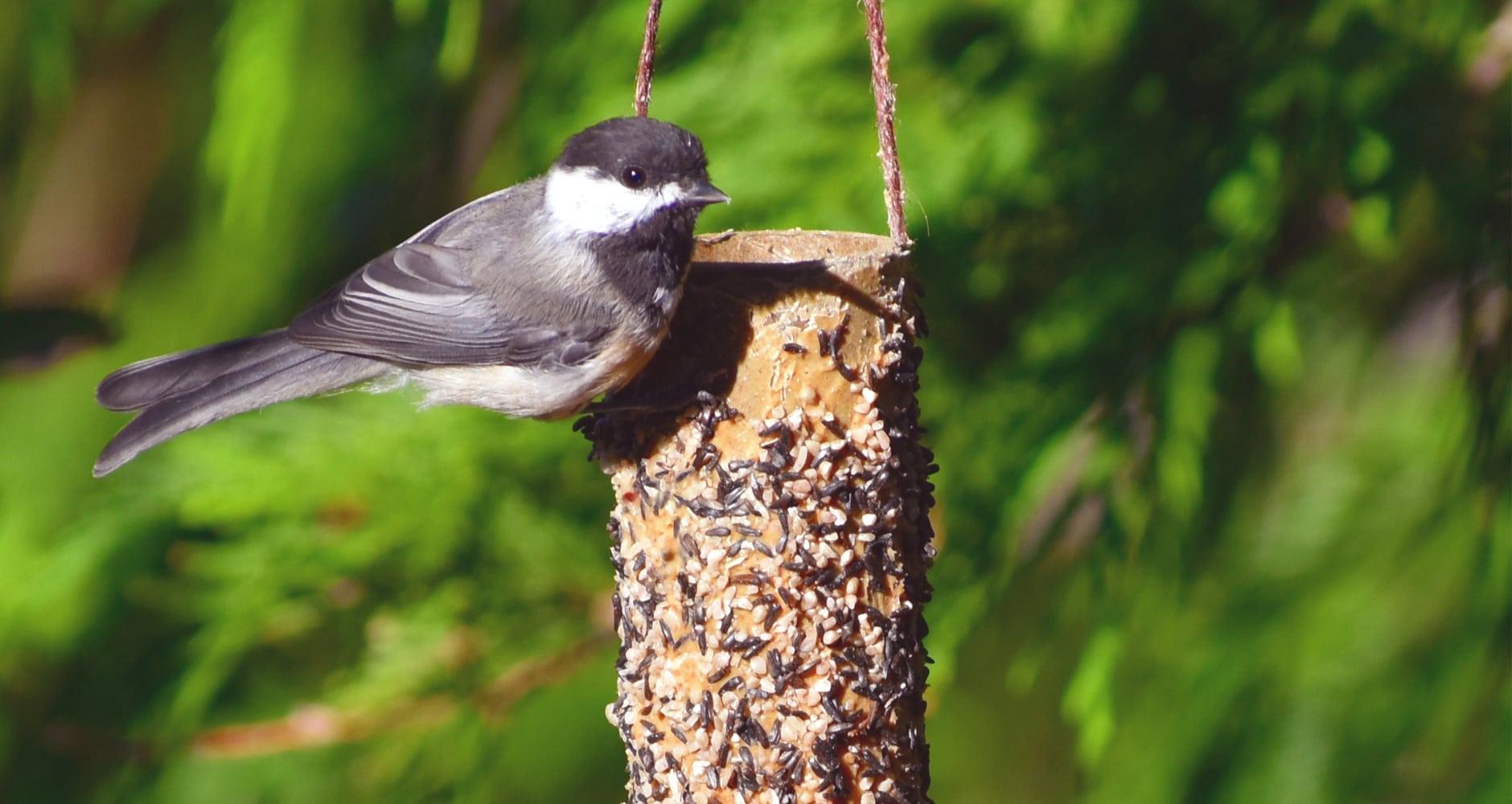 7 Genius Ways To Recycle Toilet Paper Tubes - Farmers' Almanac - Plan Your  Day. Grow Your Life.