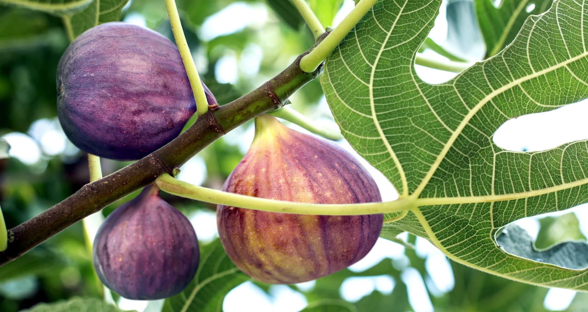 Fresh Figs: Health Benefits and Recipe - Farmers' Almanac