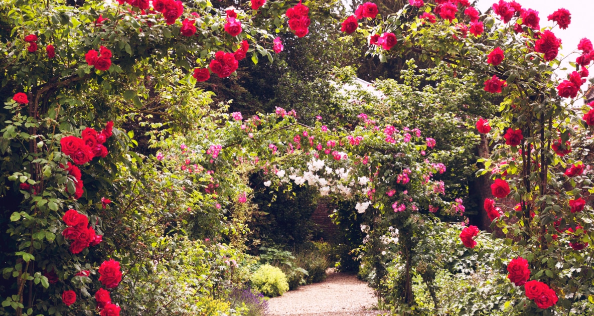 Garden - Rose garden