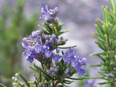 12 Healthy Reasons To Grow Rosemary This Year featured image