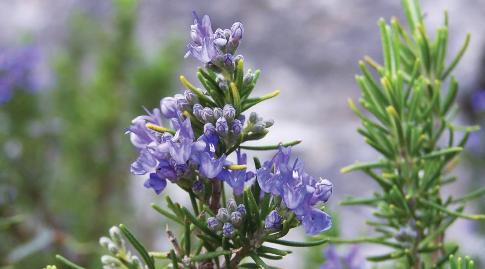 Rosemary - Rosemary oil