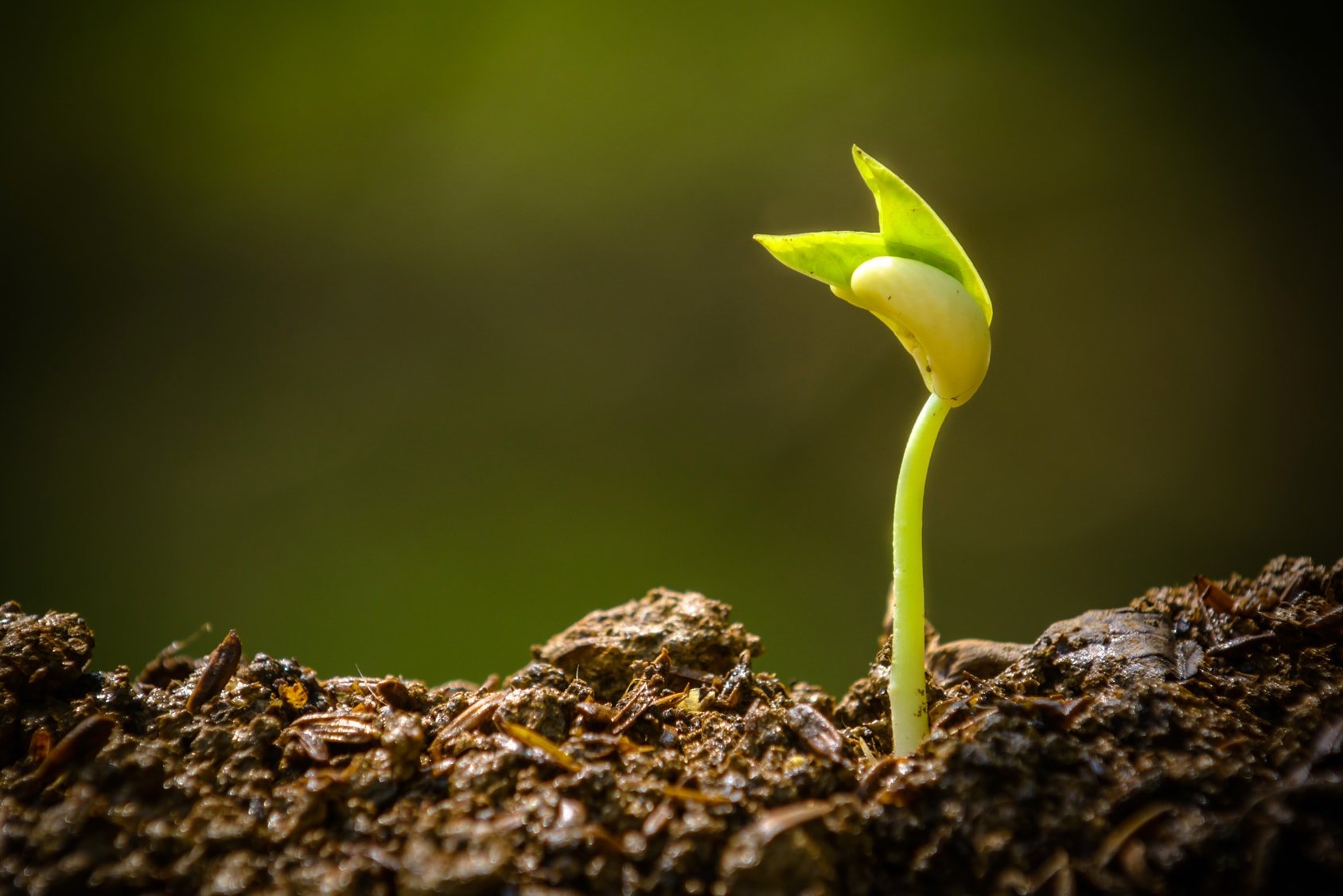 Seed Starting Basics - Farmers' Almanac - Plan Your Day. Grow Your Life.