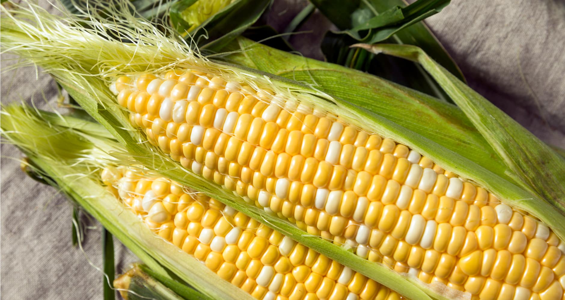 two ears of corn in their husks on a table