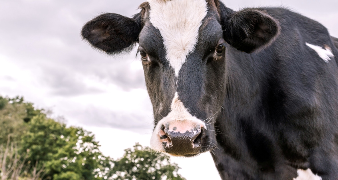 Holstein Friesian cattle - Dairy cattle