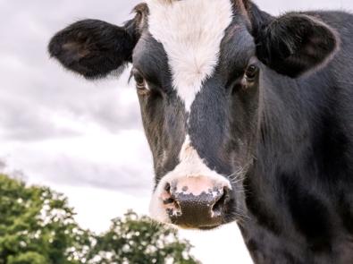 Test Your Dairy Cow Knowledge With Our Quiz! featured image