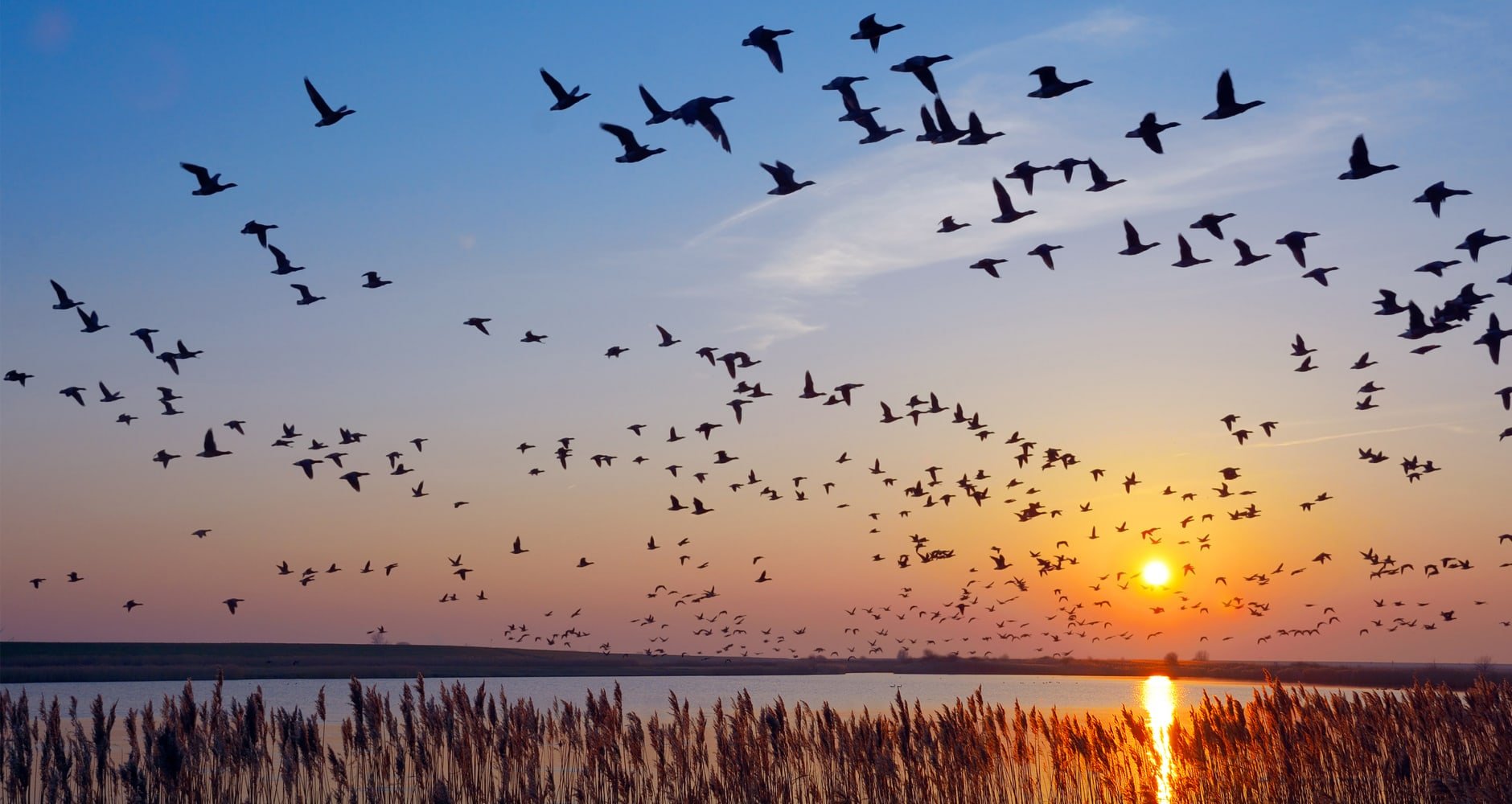 geese flying south at sunset