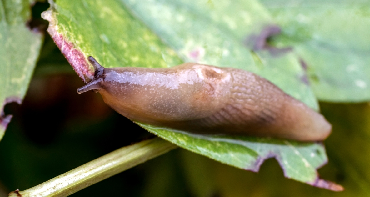 Slugs and Snails Facts and Myths Farmers' Almanac Plan Your Day