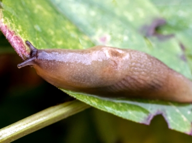 Slugs and Snails: 4 Facts and Myths featured image