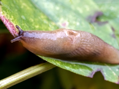 Gastropods - Slug