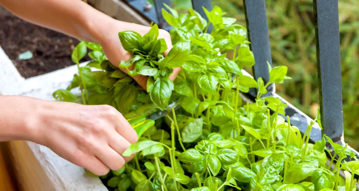 Basil - Pesto