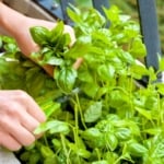 Basil - Pesto