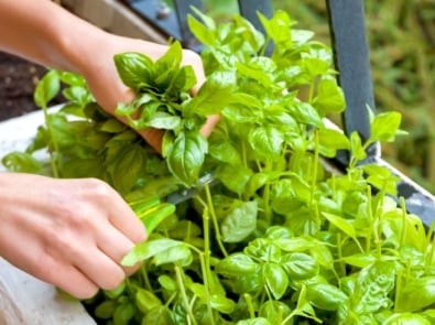 Container Gardening: Grow Your Own Food in Small Spaces! featured image