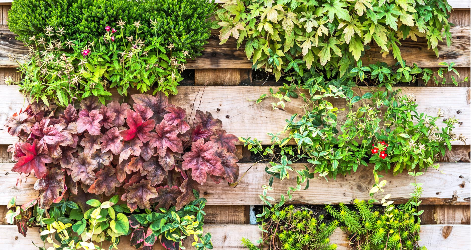 Garden - Flowerpot