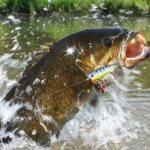 Smallmouth bass - Bass fishing