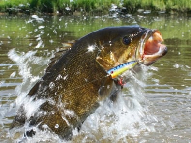 Favorite Fish By Region featured image