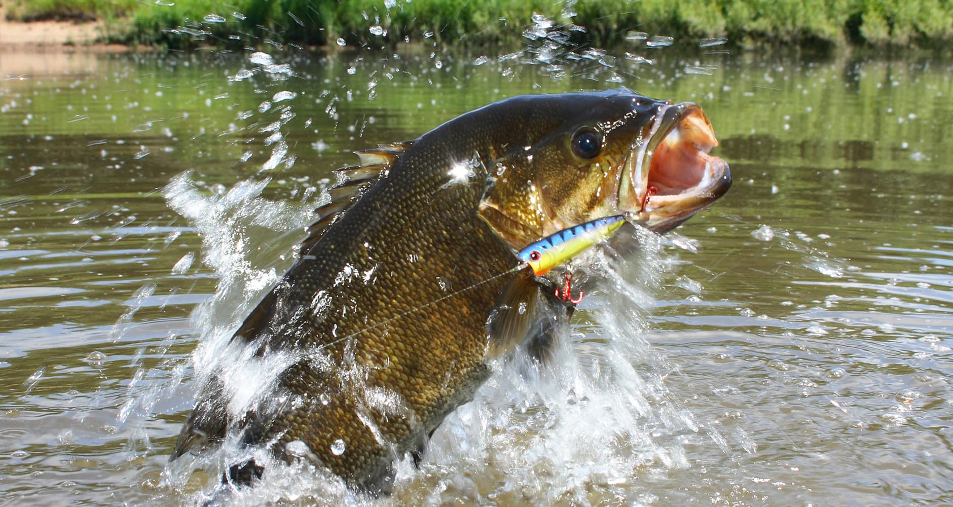 Smallmouth bass are a favorite fishing catch of the Midwest and Great Lakes areas.