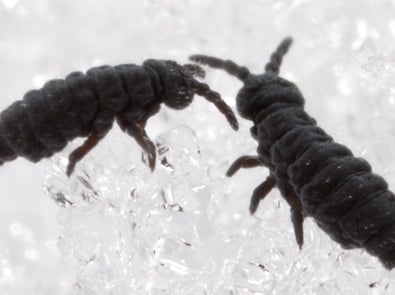 Insects - Springtail