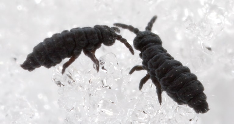 What Are Snow Fleas? - Farmers’ Almanac