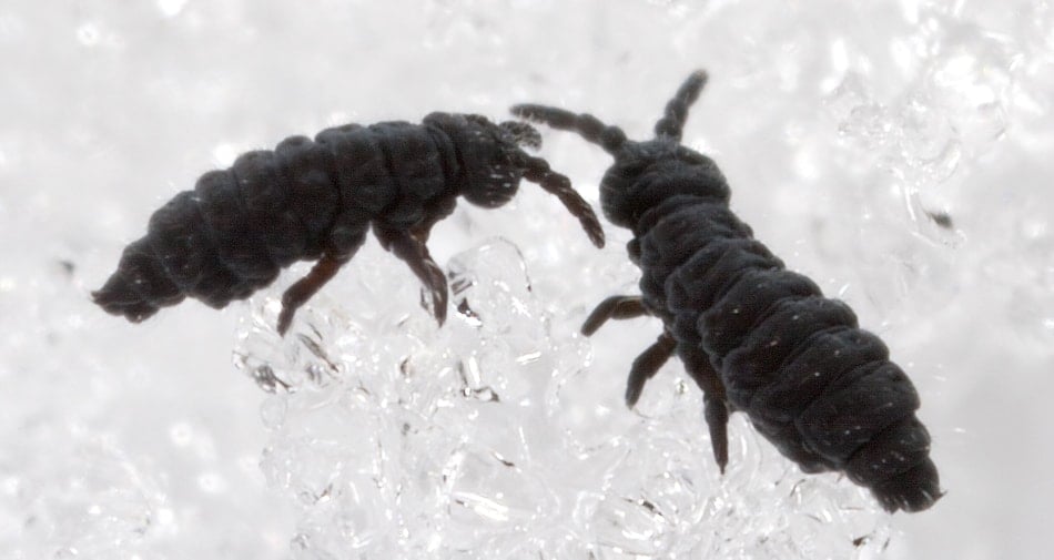 Snow fleas in a snow bank.
